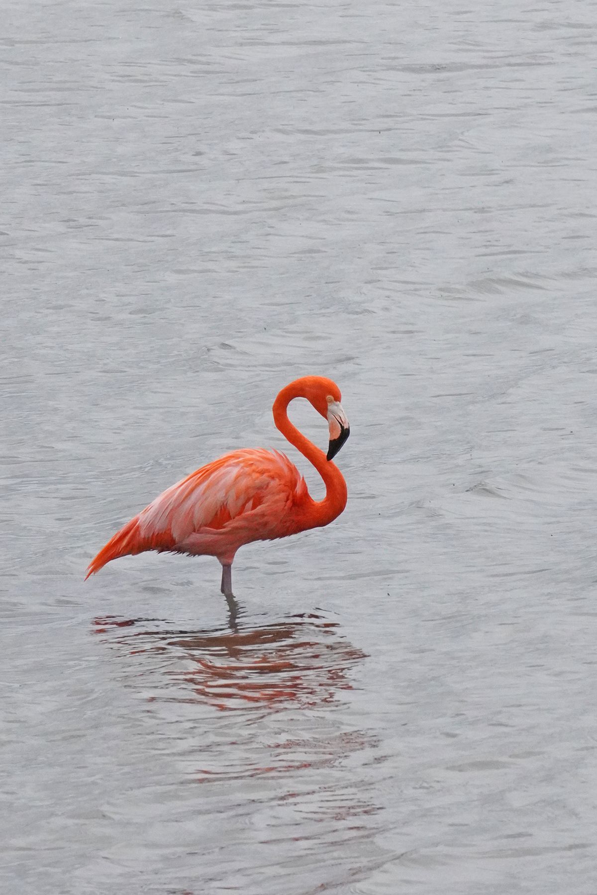 A flamingo in the salt pans of Bonaire